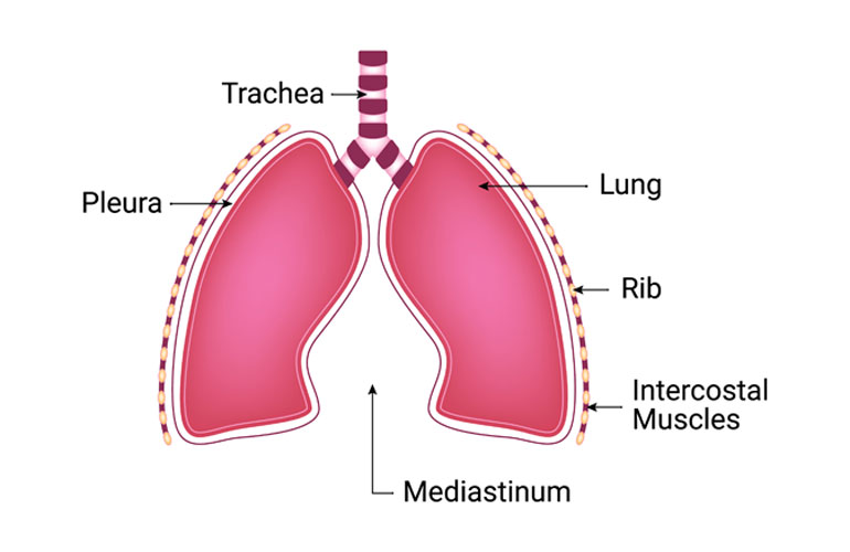 Disorders Of The Pleura